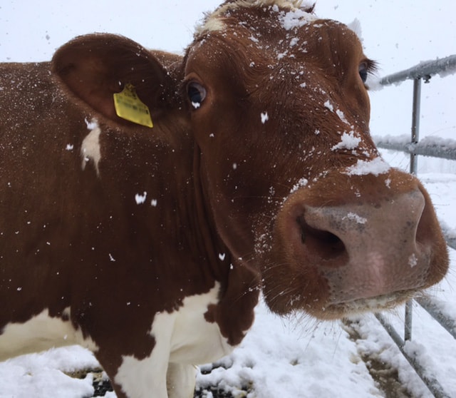 Kuh im Schnee